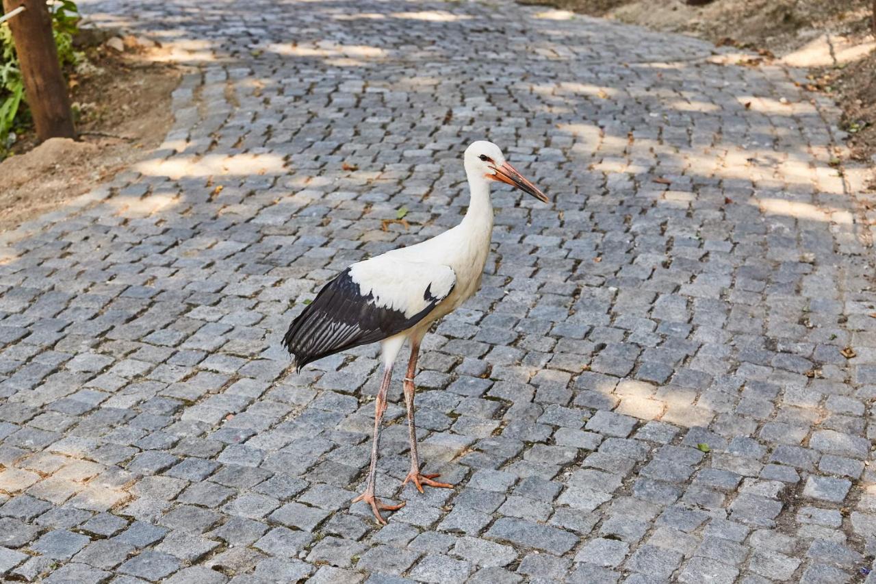 Quinta Do Lordelo Turismo Rural Penafiel Luaran gambar